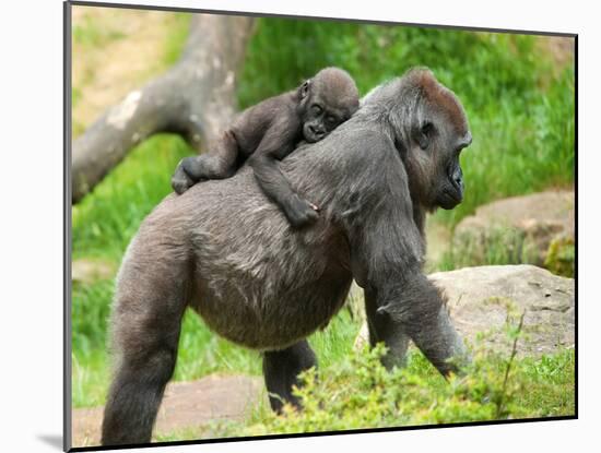 Close-Up of a Cute Baby Gorilla and Mother-Eric Gevaert-Mounted Photographic Print