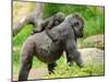 Close-Up of a Cute Baby Gorilla and Mother-Eric Gevaert-Mounted Photographic Print
