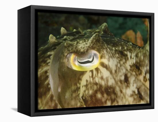 Close-Up of a Cuttlefish Eye, Manado, Indonesia-Stocktrek Images-Framed Premier Image Canvas