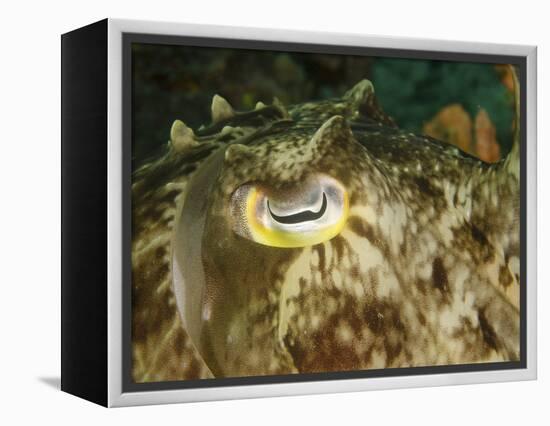 Close-Up of a Cuttlefish Eye, Manado, Indonesia-Stocktrek Images-Framed Premier Image Canvas