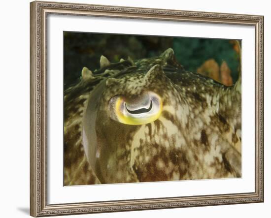 Close-Up of a Cuttlefish Eye, Manado, Indonesia-Stocktrek Images-Framed Photographic Print