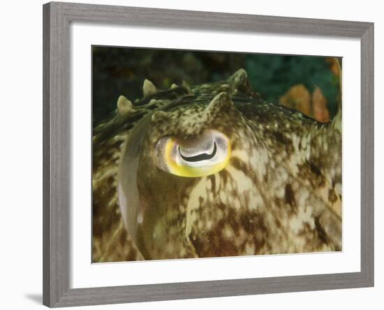 Close-Up of a Cuttlefish Eye, Manado, Indonesia-Stocktrek Images-Framed Photographic Print