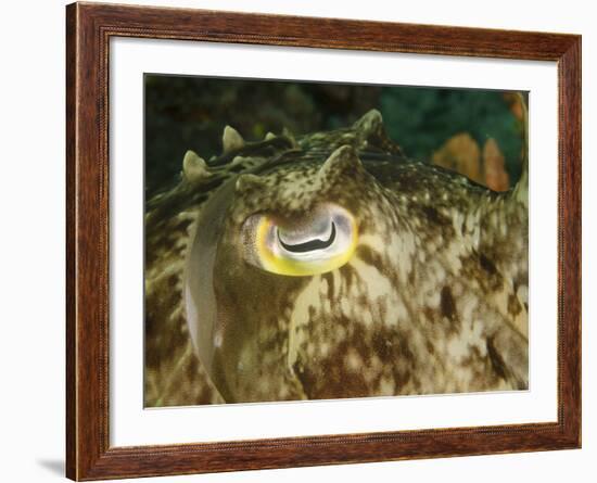 Close-Up of a Cuttlefish Eye, Manado, Indonesia-Stocktrek Images-Framed Photographic Print