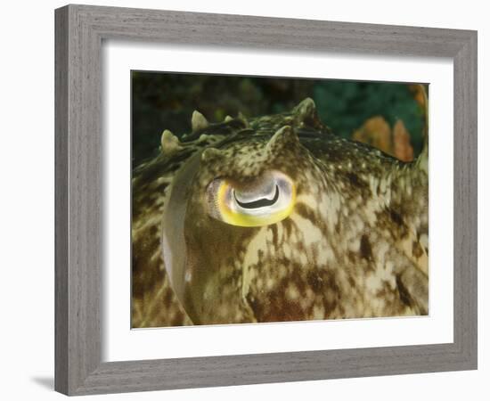 Close-Up of a Cuttlefish Eye, Manado, Indonesia-Stocktrek Images-Framed Photographic Print