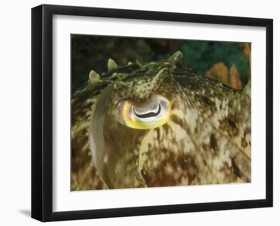 Close-Up of a Cuttlefish Eye, Manado, Indonesia-Stocktrek Images-Framed Photographic Print