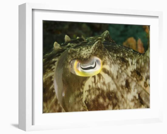 Close-Up of a Cuttlefish Eye, Manado, Indonesia-Stocktrek Images-Framed Photographic Print