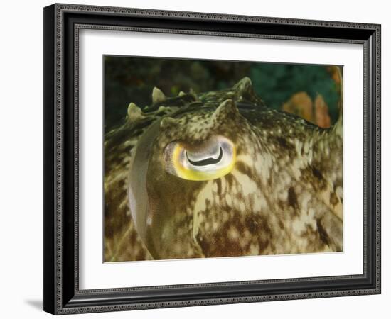 Close-Up of a Cuttlefish Eye, Manado, Indonesia-Stocktrek Images-Framed Photographic Print