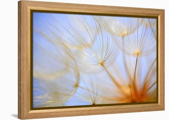 Close-Up of a Dandelion-Craig Tuttle-Framed Premier Image Canvas