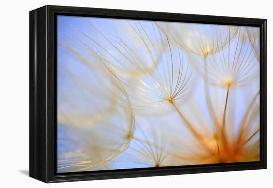 Close-Up of a Dandelion-Craig Tuttle-Framed Premier Image Canvas