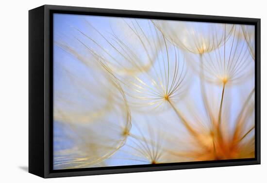 Close-Up of a Dandelion-Craig Tuttle-Framed Premier Image Canvas