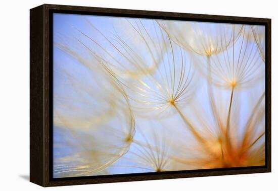 Close-Up of a Dandelion-Craig Tuttle-Framed Premier Image Canvas