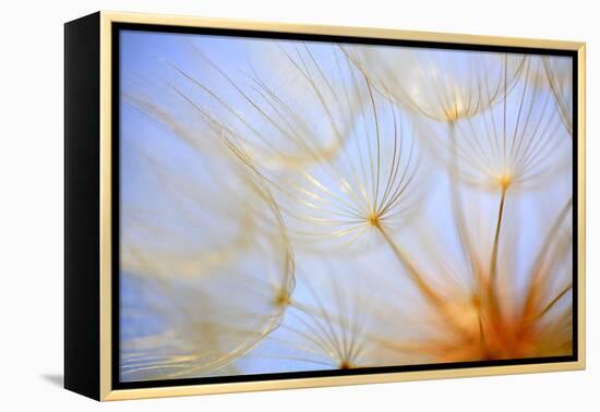 Close-Up of a Dandelion-Craig Tuttle-Framed Premier Image Canvas