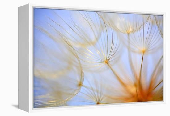 Close-Up of a Dandelion-Craig Tuttle-Framed Premier Image Canvas