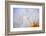 Close-Up of a Dandelion-Craig Tuttle-Framed Photographic Print