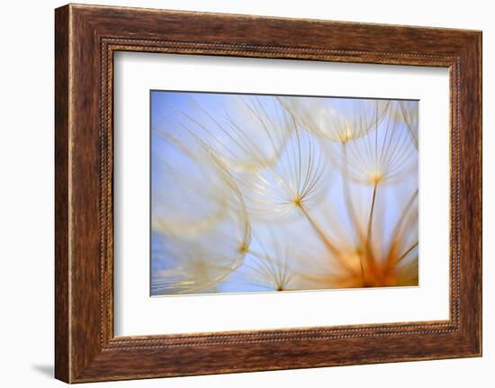 Close-Up of a Dandelion-Craig Tuttle-Framed Photographic Print