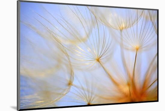 Close-Up of a Dandelion-Craig Tuttle-Mounted Photographic Print