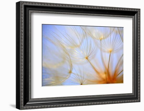 Close-Up of a Dandelion-Craig Tuttle-Framed Photographic Print