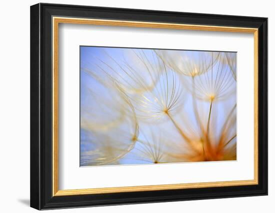 Close-Up of a Dandelion-Craig Tuttle-Framed Photographic Print
