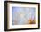 Close-Up of a Dandelion-Craig Tuttle-Framed Photographic Print