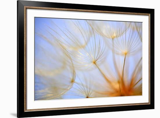 Close-Up of a Dandelion-Craig Tuttle-Framed Photographic Print