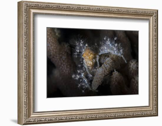 Close-Up of a Decorator Crab Covered in Living Polyps-Stocktrek Images-Framed Photographic Print