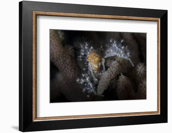 Close-Up of a Decorator Crab Covered in Living Polyps-Stocktrek Images-Framed Photographic Print