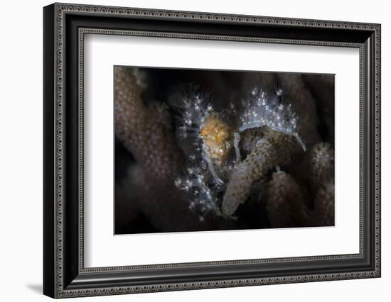 Close-Up of a Decorator Crab Covered in Living Polyps-Stocktrek Images-Framed Photographic Print