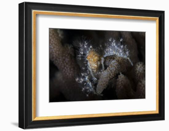 Close-Up of a Decorator Crab Covered in Living Polyps-Stocktrek Images-Framed Photographic Print