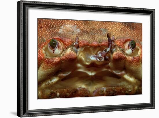 Close-Up of a European Crab Face Showing its Eyes (Cancer Pagurus), Atlantic Ocean.-Reinhard Dirscherl-Framed Photographic Print