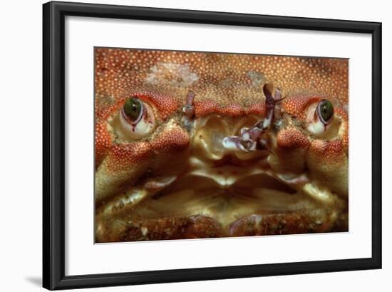 Close-Up of a European Crab Face Showing its Eyes (Cancer Pagurus), Atlantic Ocean.-Reinhard Dirscherl-Framed Photographic Print