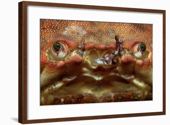 Close-Up of a European Crab Face Showing its Eyes (Cancer Pagurus), Atlantic Ocean.-Reinhard Dirscherl-Framed Photographic Print