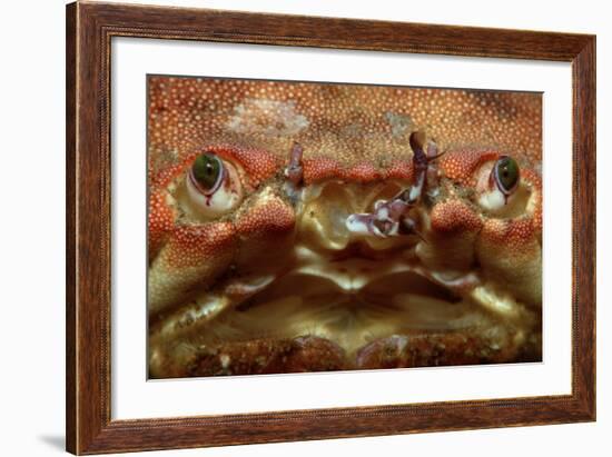 Close-Up of a European Crab Face Showing its Eyes (Cancer Pagurus), Atlantic Ocean.-Reinhard Dirscherl-Framed Photographic Print