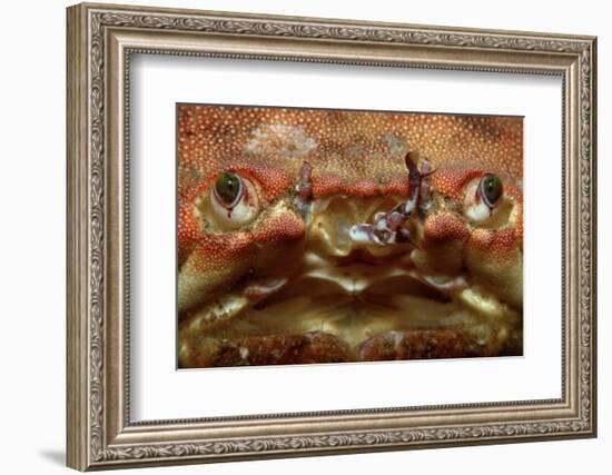 Close-Up of a European Crab Face Showing its Eyes (Cancer Pagurus), Atlantic Ocean.-Reinhard Dirscherl-Framed Photographic Print