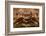 Close-Up of a European Crab Face Showing its Eyes (Cancer Pagurus), Atlantic Ocean.-Reinhard Dirscherl-Framed Photographic Print