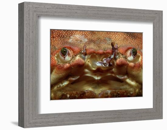 Close-Up of a European Crab Face Showing its Eyes (Cancer Pagurus), Atlantic Ocean.-Reinhard Dirscherl-Framed Photographic Print