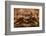 Close-Up of a European Crab Face Showing its Eyes (Cancer Pagurus), Atlantic Ocean.-Reinhard Dirscherl-Framed Photographic Print