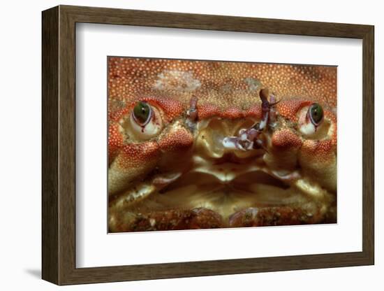 Close-Up of a European Crab Face Showing its Eyes (Cancer Pagurus), Atlantic Ocean.-Reinhard Dirscherl-Framed Photographic Print