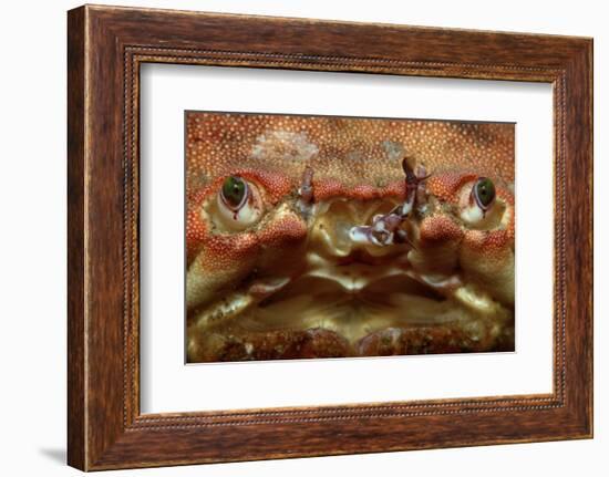 Close-Up of a European Crab Face Showing its Eyes (Cancer Pagurus), Atlantic Ocean.-Reinhard Dirscherl-Framed Photographic Print