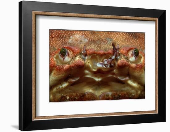 Close-Up of a European Crab Face Showing its Eyes (Cancer Pagurus), Atlantic Ocean.-Reinhard Dirscherl-Framed Photographic Print