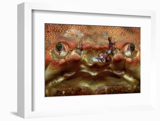 Close-Up of a European Crab Face Showing its Eyes (Cancer Pagurus), Atlantic Ocean.-Reinhard Dirscherl-Framed Photographic Print