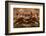 Close-Up of a European Crab Face Showing its Eyes (Cancer Pagurus), Atlantic Ocean.-Reinhard Dirscherl-Framed Photographic Print