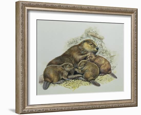 Close-Up of a Female Beaver Lying with its Young (Castor Fiber)-null-Framed Giclee Print