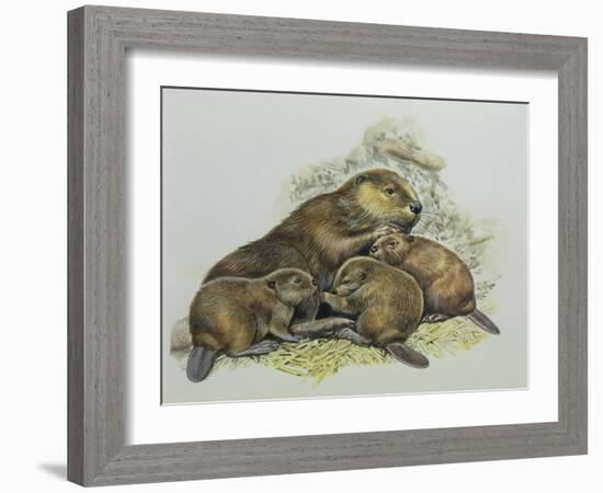 Close-Up of a Female Beaver Lying with its Young (Castor Fiber)-null-Framed Giclee Print