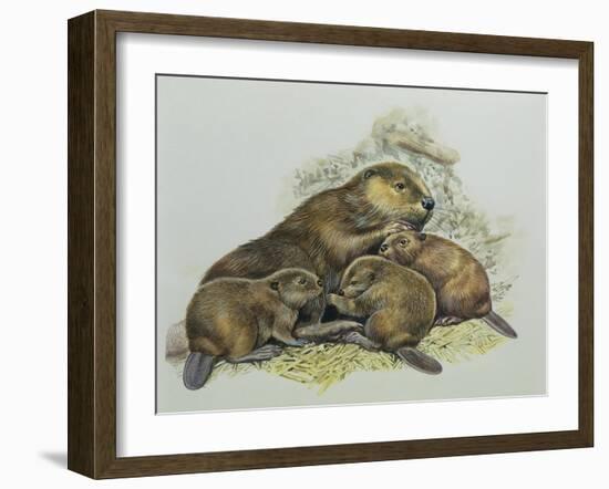 Close-Up of a Female Beaver Lying with its Young (Castor Fiber)-null-Framed Giclee Print