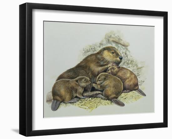 Close-Up of a Female Beaver Lying with its Young (Castor Fiber)-null-Framed Giclee Print