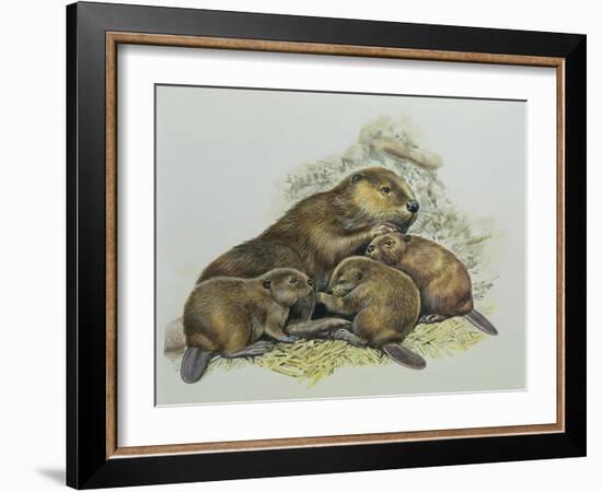 Close-Up of a Female Beaver Lying with its Young (Castor Fiber)-null-Framed Giclee Print