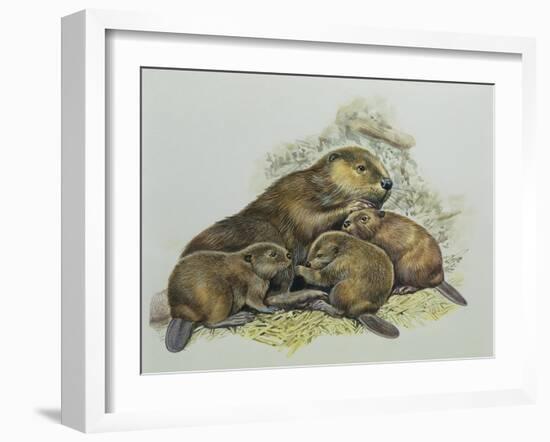 Close-Up of a Female Beaver Lying with its Young (Castor Fiber)-null-Framed Giclee Print