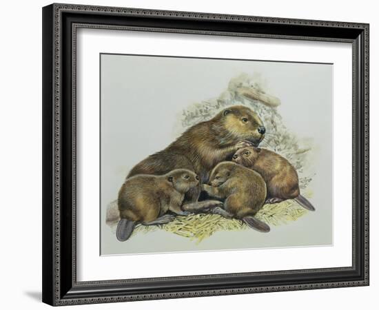 Close-Up of a Female Beaver Lying with its Young (Castor Fiber)-null-Framed Giclee Print