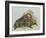Close-Up of a Female Beaver Lying with its Young (Castor Fiber)-null-Framed Giclee Print