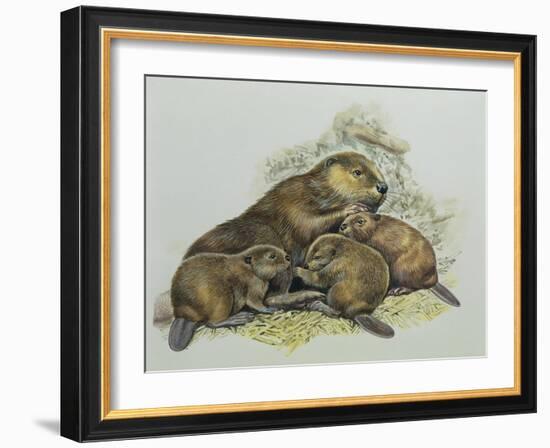 Close-Up of a Female Beaver Lying with its Young (Castor Fiber)-null-Framed Giclee Print